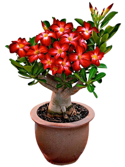 Rosa do Deserto